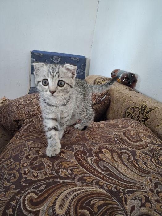 Котенок девочка.