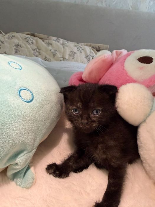Отдам котят в добрые руки