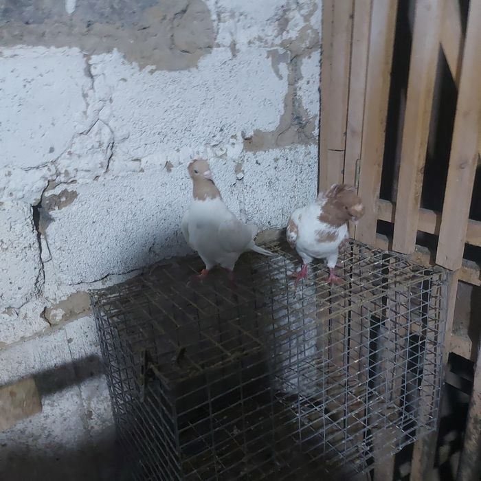 Сарыбас двух чуби  чубати пара