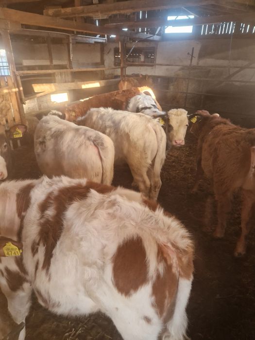 Vand vitei de mai multe rase