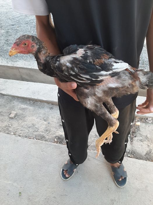 Dakeng xoroz toza zot