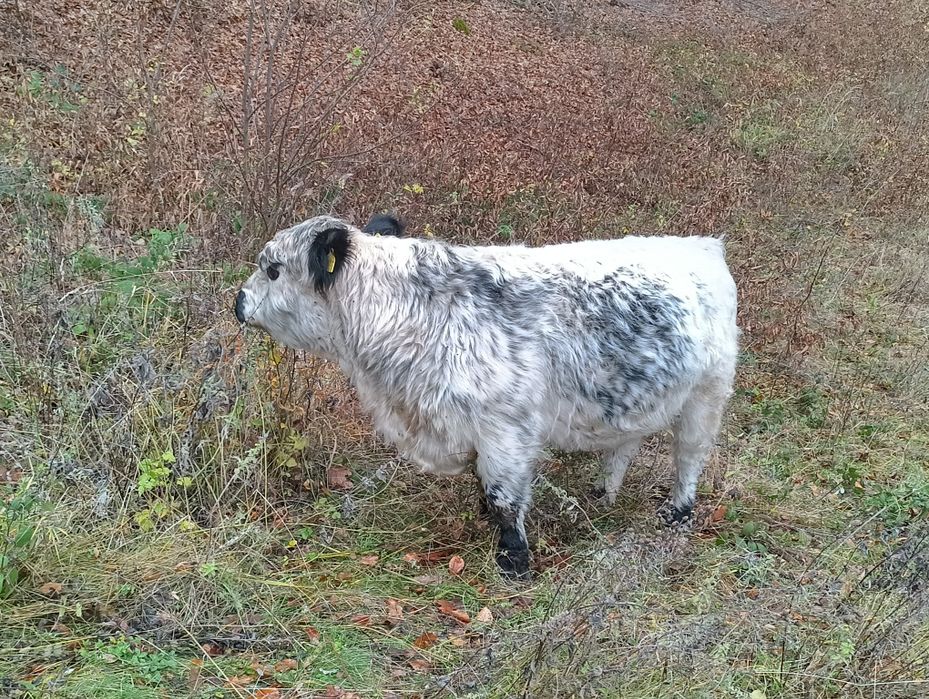 Vand taur rasa de carne galloway