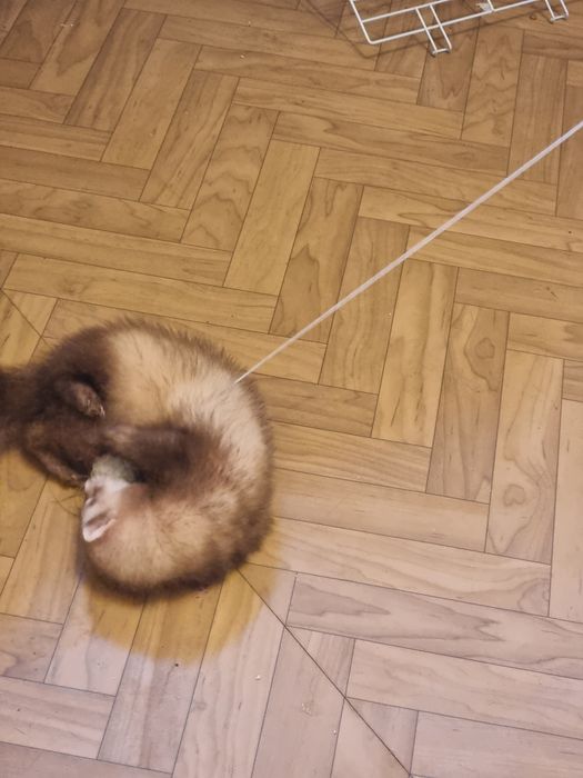 Продам хорька мальчик