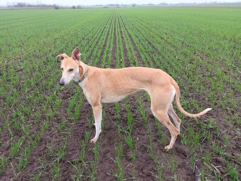 Vand catea ogar invatata