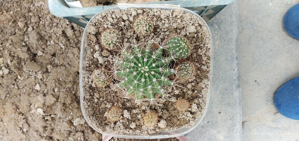 Кактус цветущие .