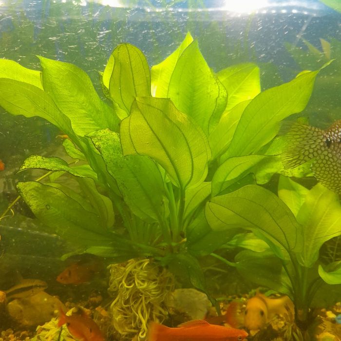 Аквариум 180л и тумба под него