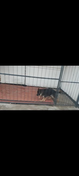 Немецки овчарка длина шерсти пропал