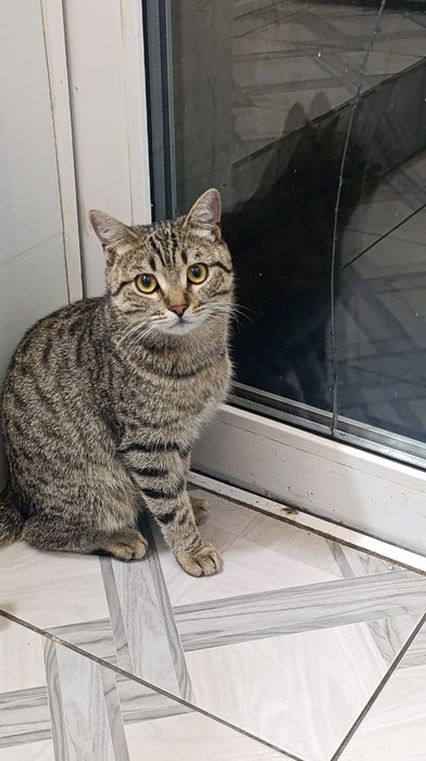 Отдам кота в хорошие руки
