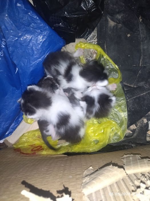 Отдам котят в добрые руки.