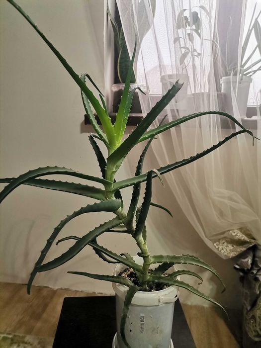 Алоэ древовидное