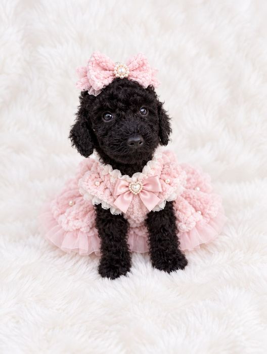 Poodle Mini/Пудел Мини