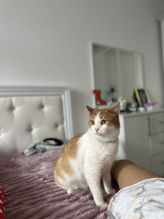 Отдам кота в хорошие руки