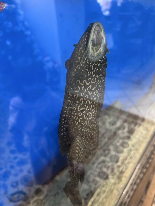 Аквариумный сомик