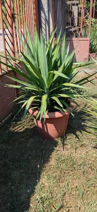 Палма юка различни по размер