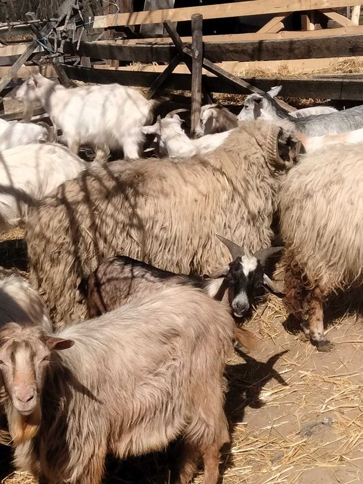 Vand berbeci si tapi