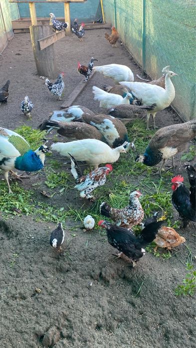 Tineret pauni si gainuse americane