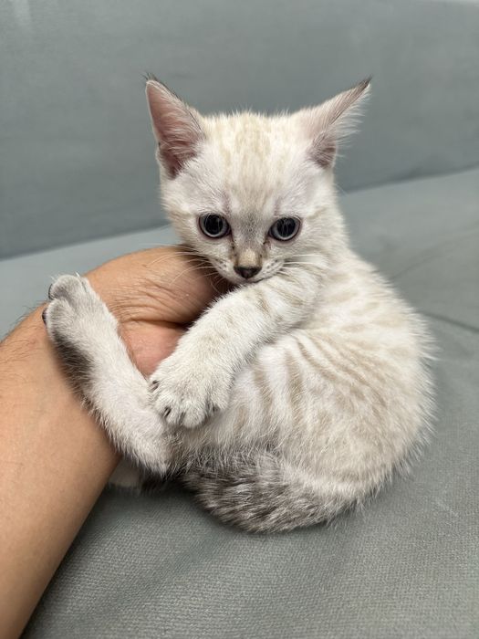 Котенок 1.5 месяцев девочка