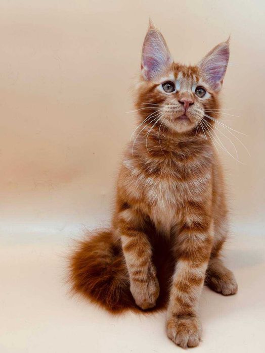 Pisica Maine Coon Masculin cu pedigree (WCF AUTORIZATA) Livrare