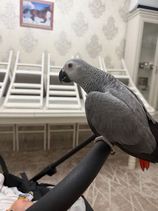 Продам попугая жако