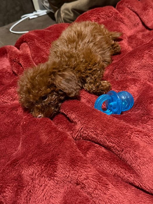 Куче пудел той тийкъп