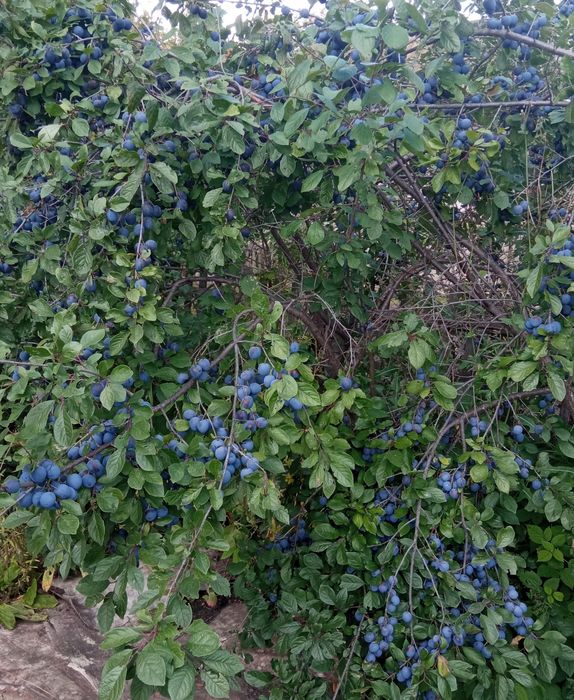 Продам дачу 6 соток