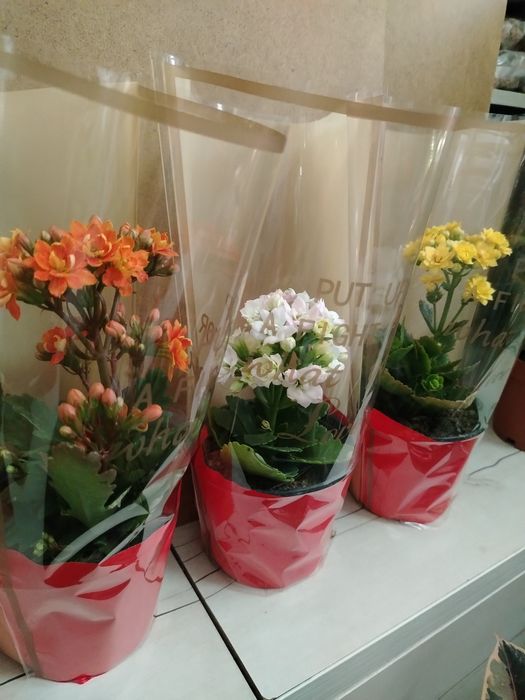 Герань Каланхоэ местный адаптирован