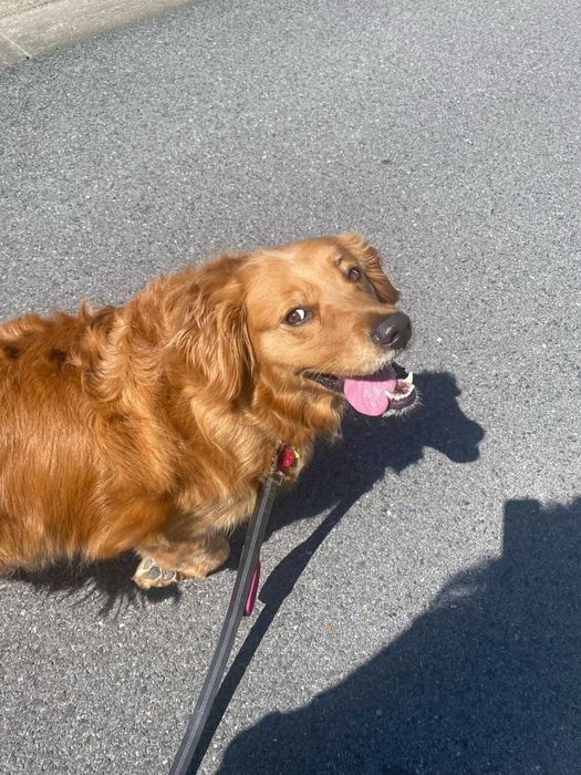 plimbare câini & pet-sitting