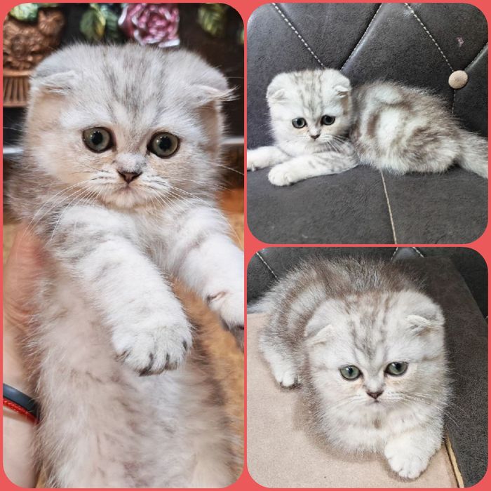 Продается Скоттиш фолд ДЕВОЧКА