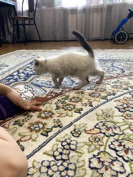 Отдам бесплатно котят