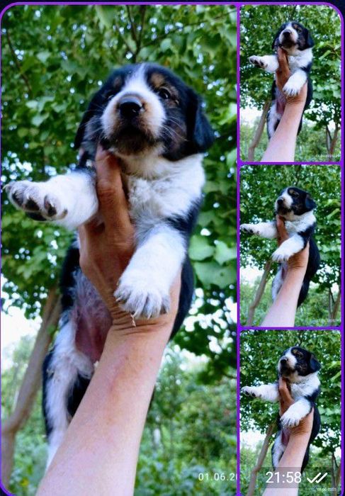 Милые щенки в добрые руки