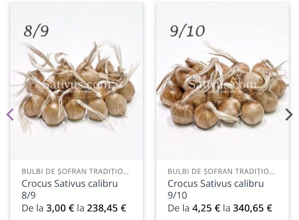 Bulbi șofran mărimi calibru 8-9 și 10+ disponibili în luna iulie