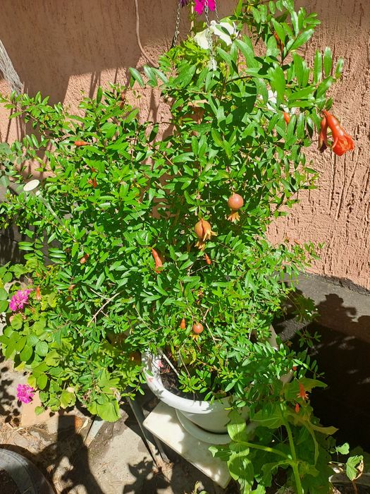 Продам комнатный гранат