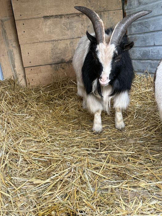 Vând Capre ș Țap Pitic (Pygmy)