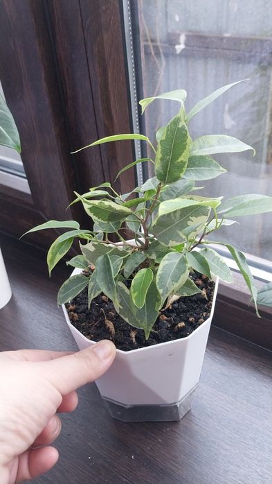 Продам цветы от 3000тг-6000