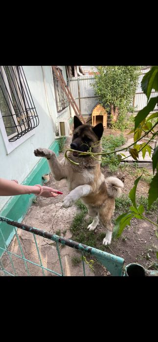 Пропала собака акита