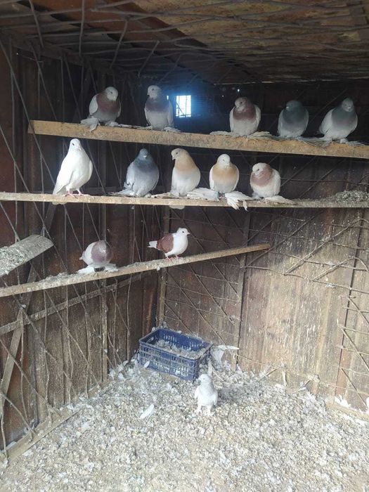 Срочно продам голубей