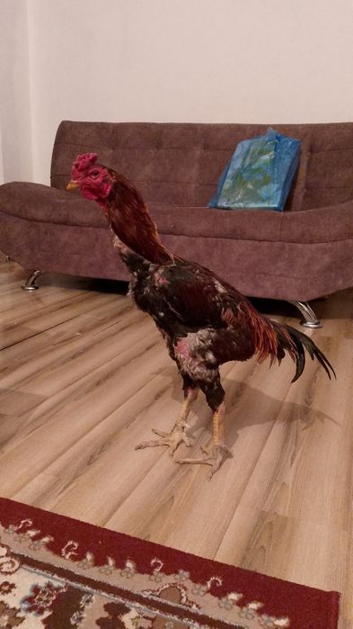 Дакан чемпионннн