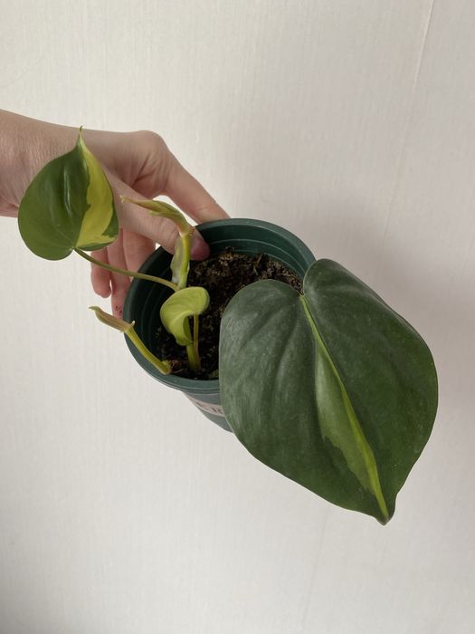 Филодендрон бразил лиана