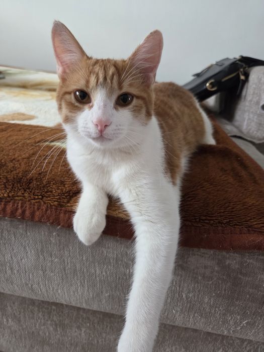 Отдам в добрые руки кота 8,9 мес.