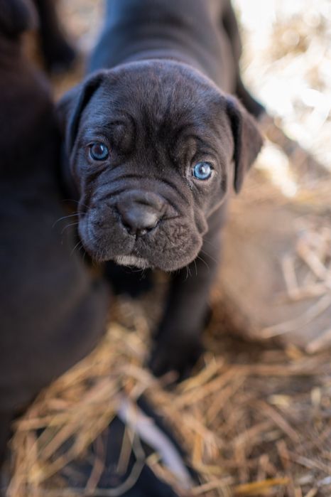 Чистокръвно канекорсо