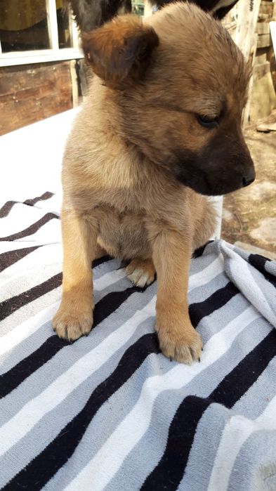 Отдам щенков в добрые руки