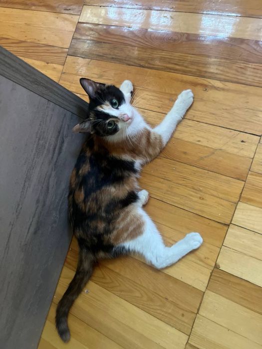 триколор трехцветный домашний котенок девочка ищет любящих хозяев