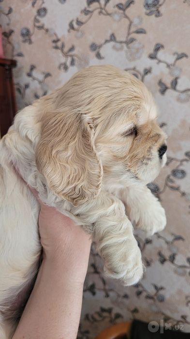 Кокер спаниель щенки