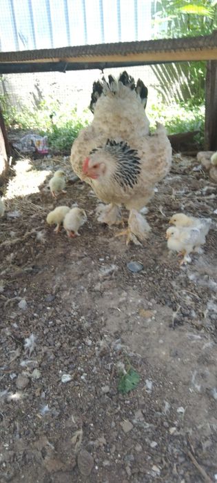 Сатыладыыыыыыыыыы