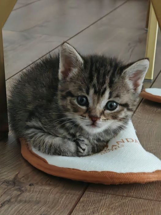 Британский котёнок - мальчик.