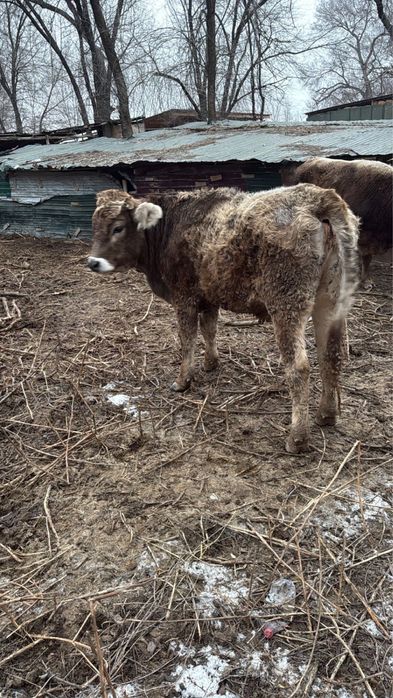 Телка, КРС, коровы