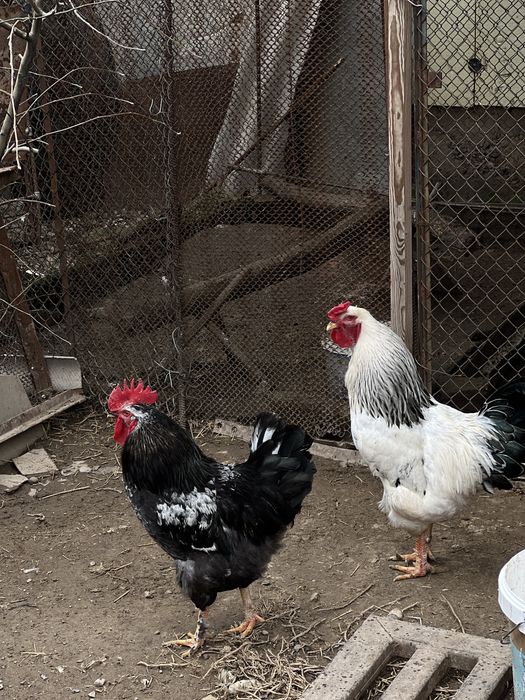 Продаю 2 петуха