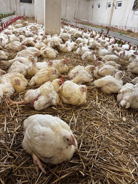 Pui alb de carne 4 săptămâni intre  2,5 — 3 kg  25 lei negociabil