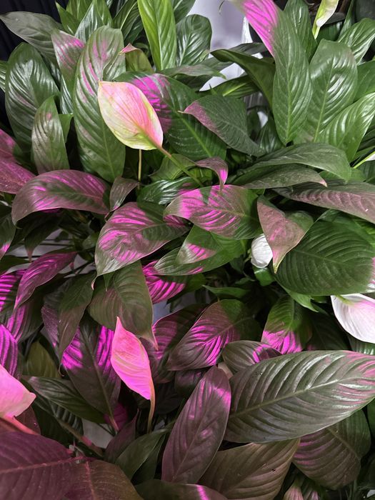 Женское счастье распродажа