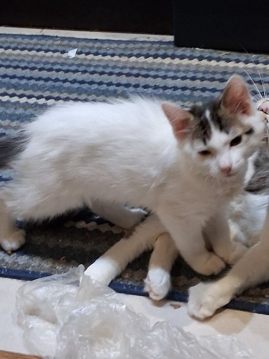 Котенца си търсят дом